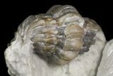 Rare, Ceraurinus icarus Trilobite - Quebec #164446-3